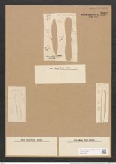Nitzschia thermalis var. littorea Grun. (de-Toni-Nr.: Genus 47, Species 2044) Zeichnungen Sammlung Grunow Nr. 4037 (NHMW-BOT-W0371855)
